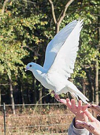 white dove hand release