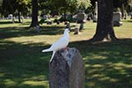 dove on a headstone
