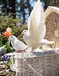 white basket releasing doves