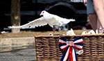 white dove and basket