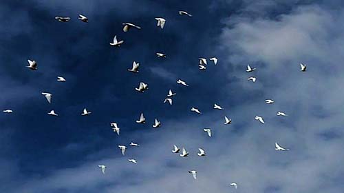 Flock of white doves flying