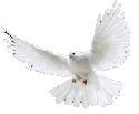 peace dove